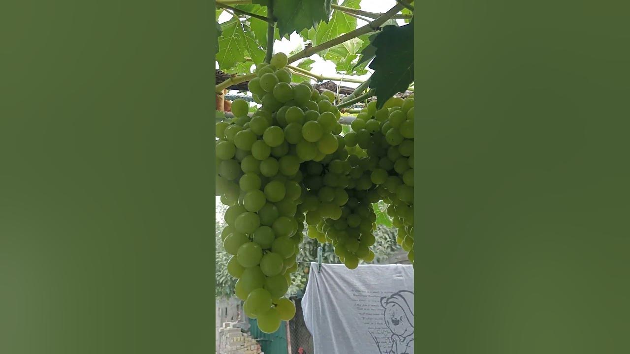 виноград Подарок Запорожью, Плевен мускатный на арке. м Каменское ...