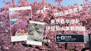 東京Vlog Ep2 日本最早櫻花河津櫻 河津櫻花祭小食推介 伊豆溫泉值得住嗎 溫泉旅館-今井莊 伊豆仙人掌動物園 水豚露天風呂 東京近郊2日1夜