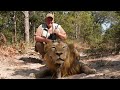 Hunting lion in selous tanzania