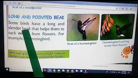 TCS III Science Birds A Flying Wonder