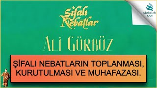 Şi̇fali Nebatlarin Toplanmasi, Kurutulmasi Ve Muhafazasi