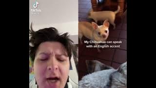 Oh em gee dog can speak English accent