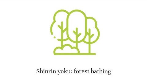 Introduction to shinrin yoku (forest bathing): get to know my services