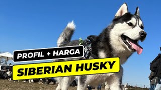 SIBERIAN HUSKY DOG BREED INFORMATION
