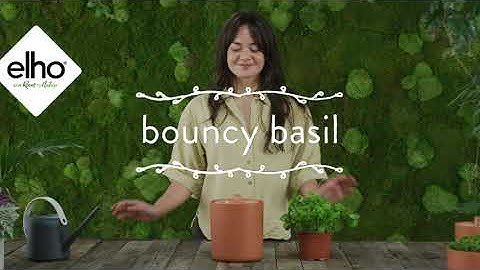 elho bouncy basil