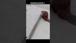 building supplies 🦫 #beavers #animals #shortsvideo #youtube #shortsfeed #shorts