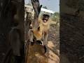 Angry Langur Monkey Reaction Caught on Camera | Unexpected Wildlife Moment