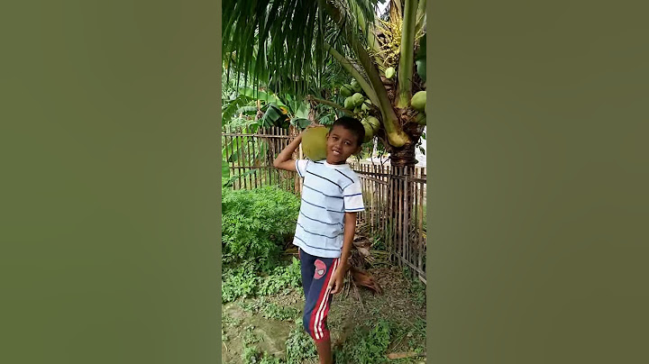 memetik kelapa hijau kopyor di pekarangan rumah