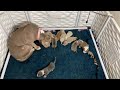 American bully merle litter 1week update. Earl The Merle 1st ever grandkids