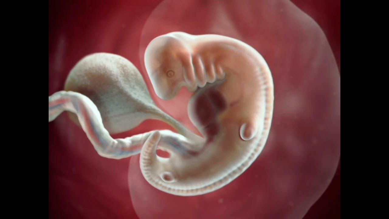 Java e 6 e Shtatzanise. Cfare pritet te ndodhe gjate kesaj jave?