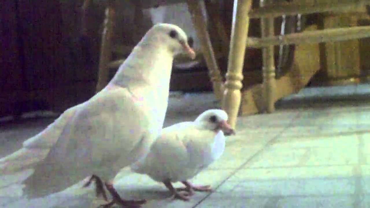 amazing singing dove YouTube