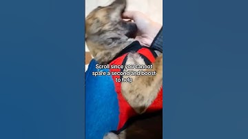 click the link in our bio to donate. 🐾💖Thank you for being part of her miracle.