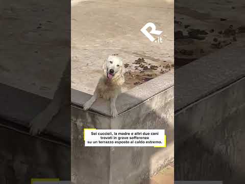 Video Sciacca, sei cuccioli lasciati sotto il sole: quattro morti, salvati gli altri animali