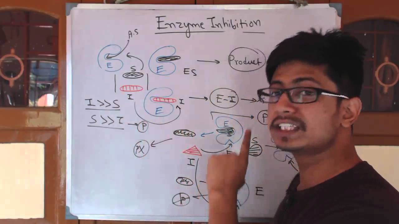 Competitive inhibition and noncompetitive inhibition biology major rutgers