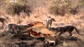 prehistoric predators dirwolves part3