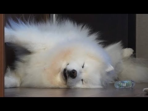 昼寝と甘いものが大好きなサモエド犬が愛おしすぎた