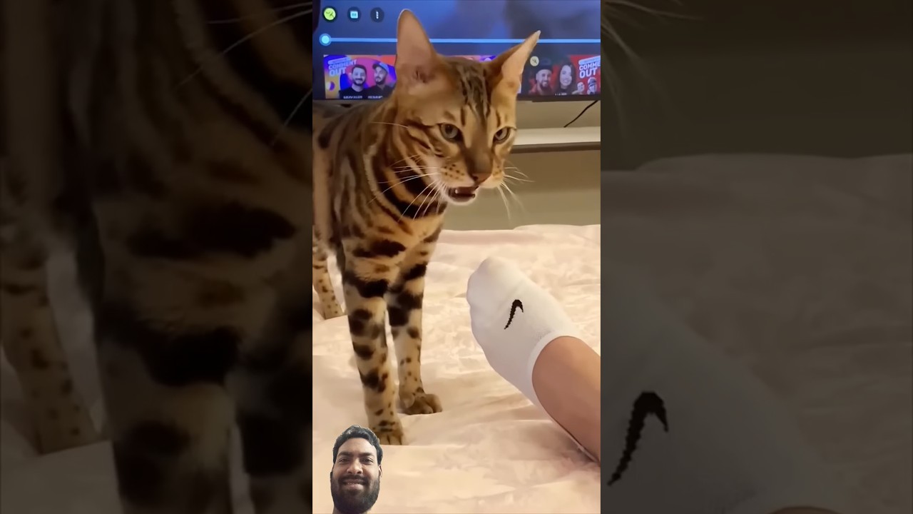 funny cat video 😂 