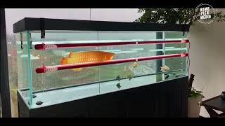 Aquarium video goldfish betta fish and koi fish in planted tank #281