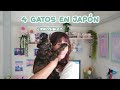 Cómo alquilé una casa en Japón desde España (con 4 gatos 🐱)