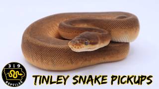 Our Ball Python Just Laid 6 SURPRISE EGGS