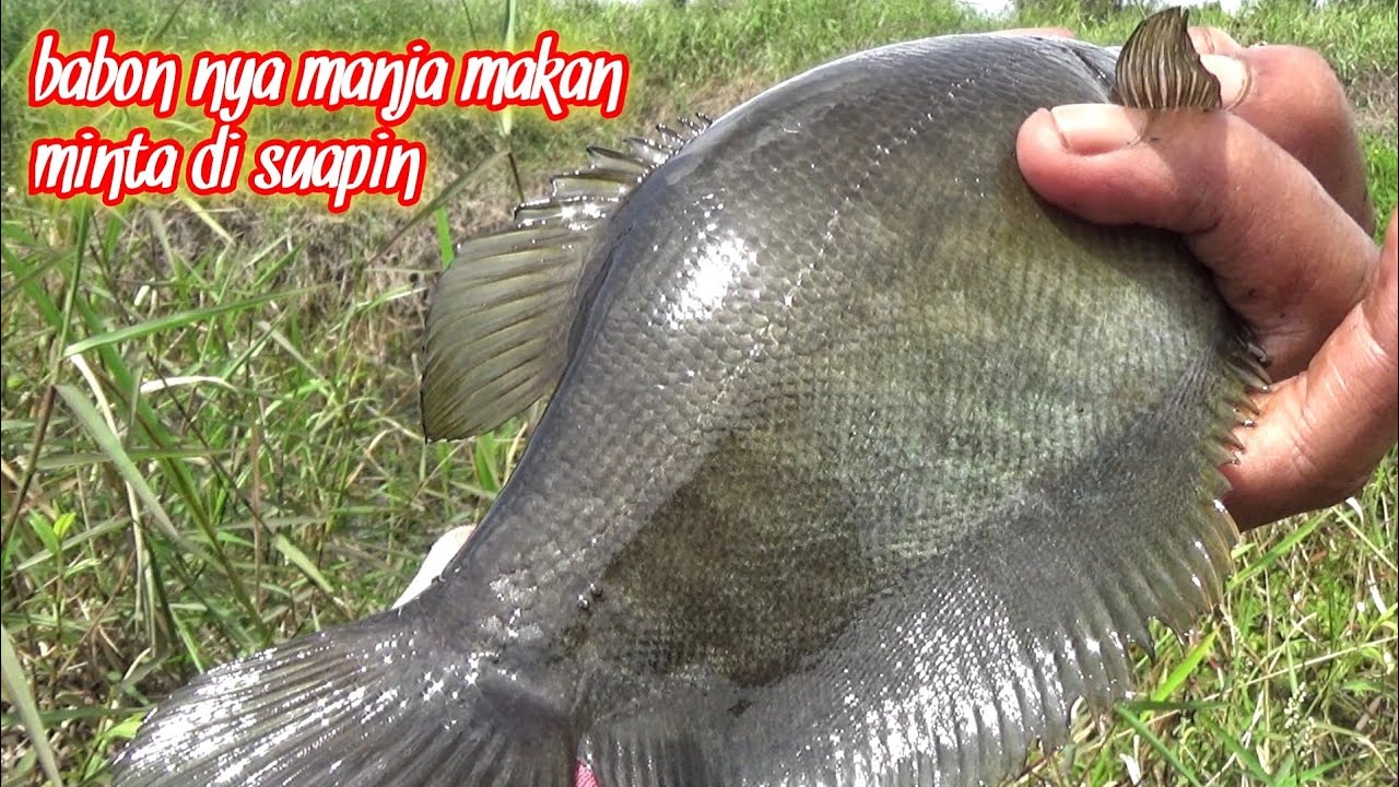 SERU.!!! NYUAPIN UMPAN KE MULUT IKAN,MANCING SEPAT SIAM