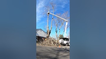 Big Linden Tree Removal