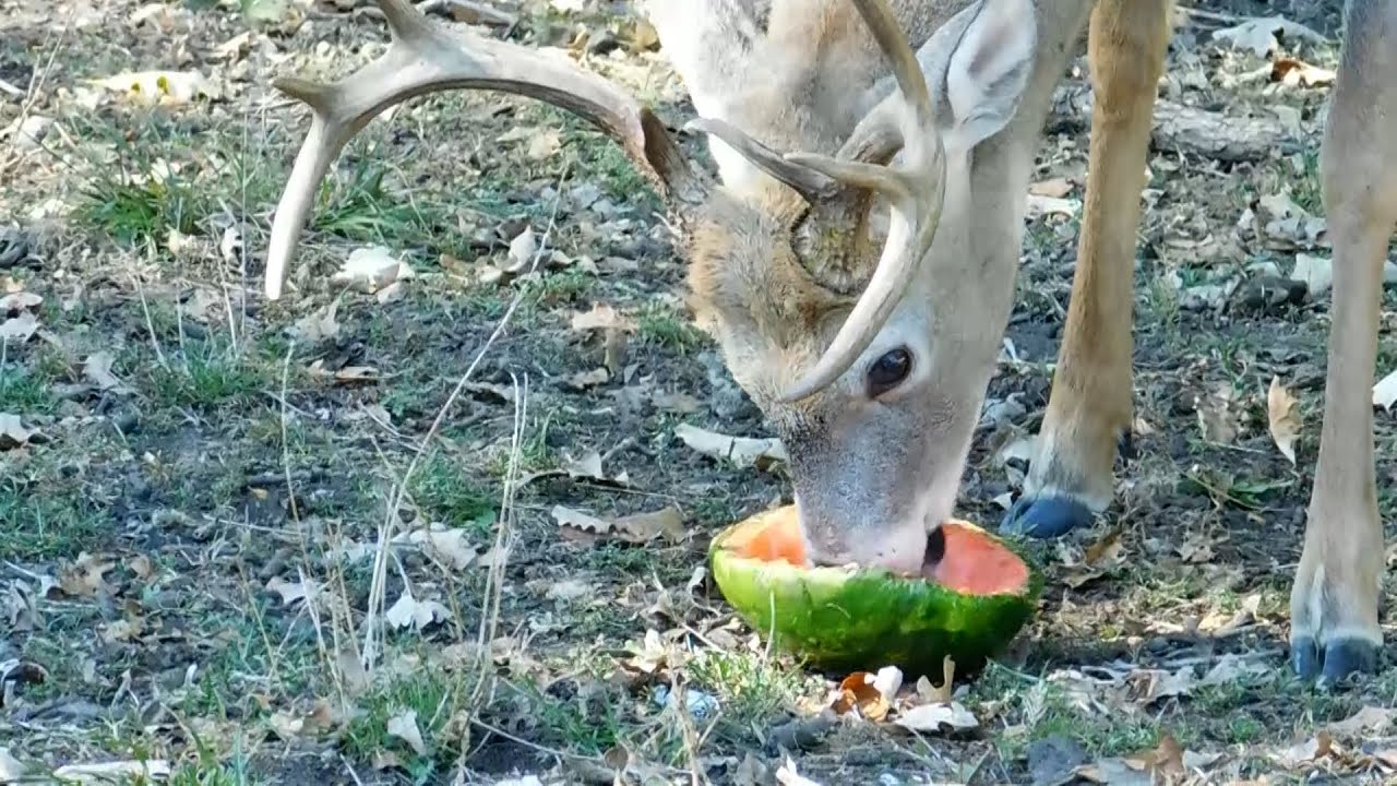 The Mr. Marty Show for March 7, 2024 URBAN WILDLIFE