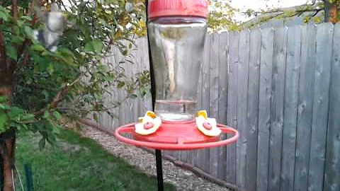Backyard Hummingbirds