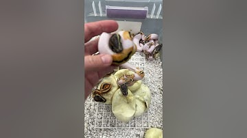 Baby Pied Ball Pythons!