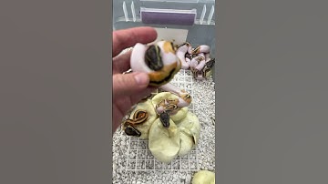 Baby Pied Ball Pythons!