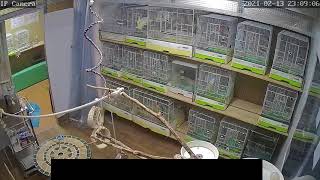 2021年2月13日発生　地震発生時の小鳥たちの様子(仙台市)