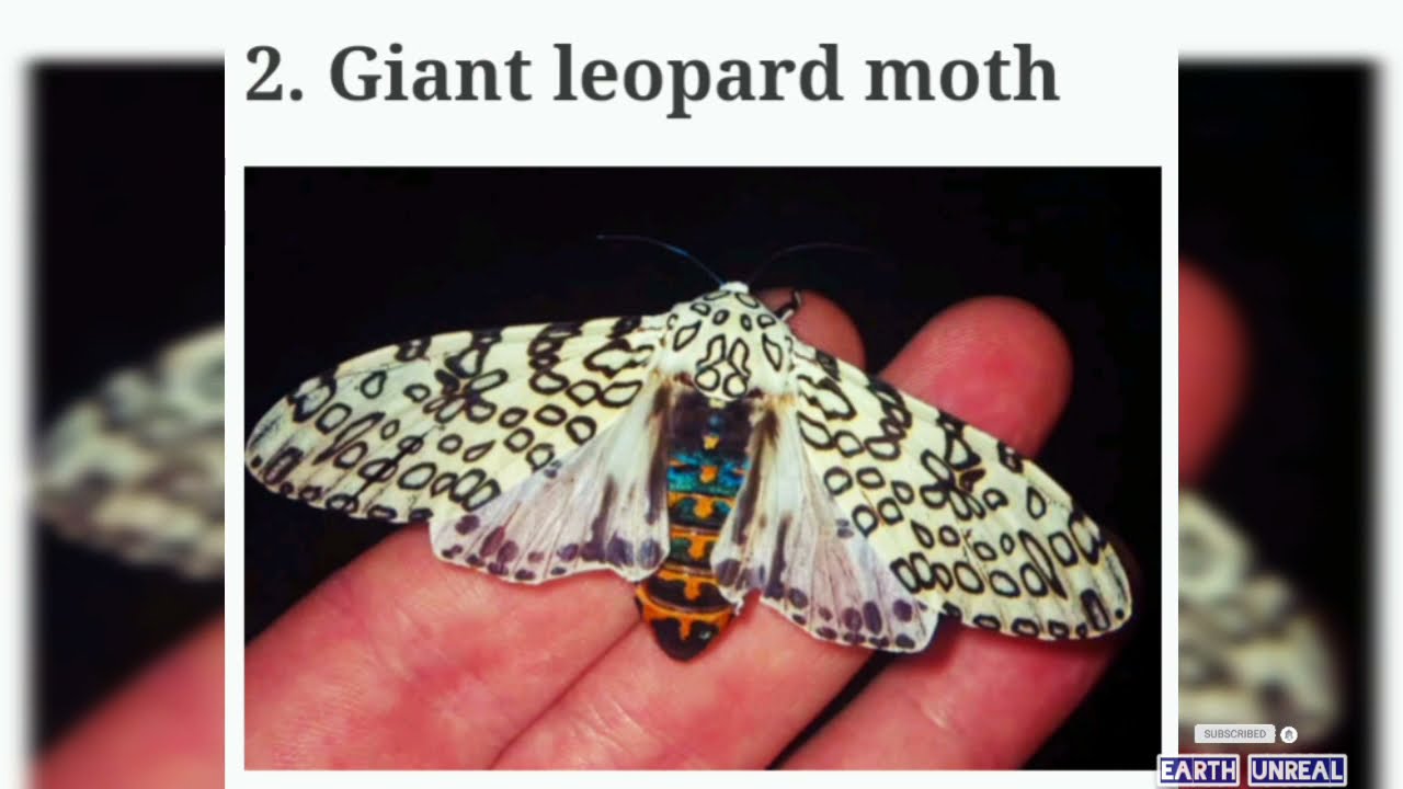 20 Of The Most Beautiful Moth Species।।