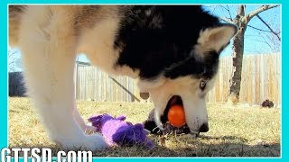 DOGS EASTER EGG HUNTING | Husky Hunts Eggs