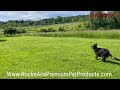 Dog Playing Frisbee Like a Pro 🐶 | All-Natural Hip &amp; Joint Support for Active Dogs