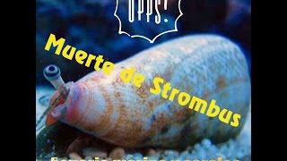 Muerte de strombus y repaso