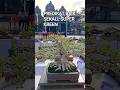 PREDIKAT BAIK SEKALI, SUPER KREEN DAN ISTIMEWA@mahkotabonsai#shorts#bonsai#viral