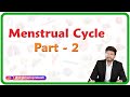 Menstrual Cycle - Part 2