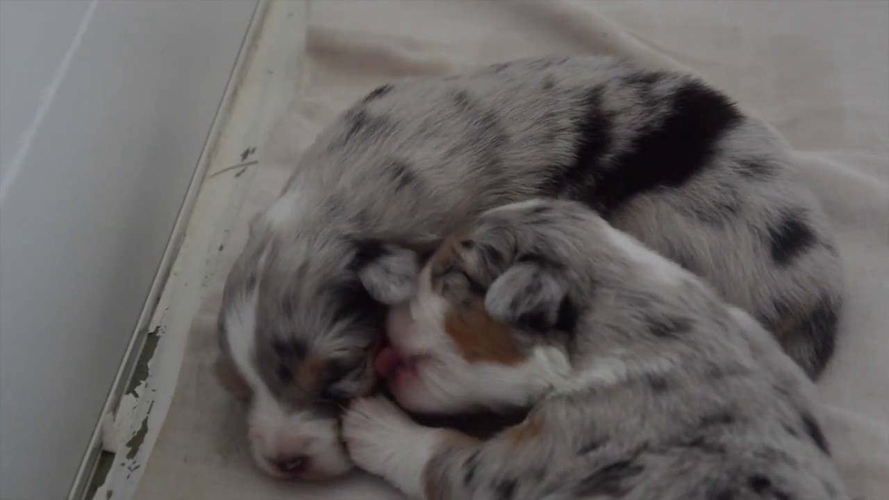 Chiots Berger Australien Deux Premieres Semaines Wifi Youtube