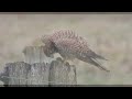 Natuurrondje Westerwolde 09022026