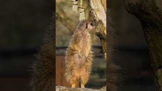 Loyalty in the Desert: Meerkats Know Family #wildlife #animals #facts