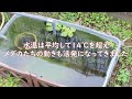 【メダカ池】冬の終わり