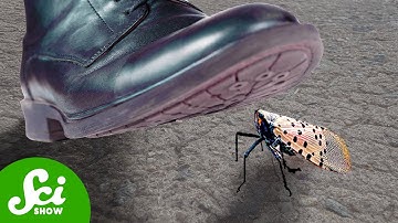Why You Should STOMP Every Spotted Lanternfly