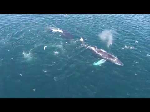 camera iphone 8 plus apk humpback whales with dolphins sea lions and birds off point dume