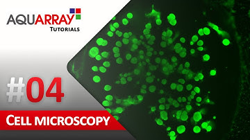 Cell Culture + Microscopy | Droplet Microarray