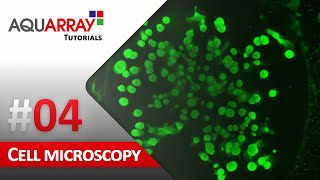 Cell Culture Microscopy Droplet Microarray