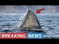 Coast Guards Encountered A Colossal Monster Shark With A Fin Taller Than A Man Near Cape Cod Waters!
