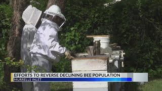 Beekeepers take action to combat declining populations
