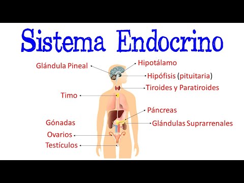 Video: ¿Por qué las gónadas también se consideran glándulas endocrinas?