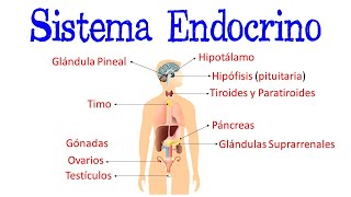 Sistema Endocrino / Glándulas / Hormonas  [Fácil y Rápido] | BIOLOGÍA |