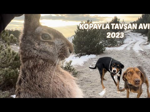 KARDA KOPAYLA TAVŞAN AVI 💯🔥🐇 Yeni yılın ilk avı 1 Ocak 2023 🎯